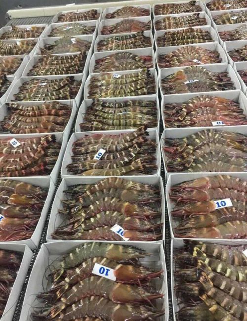 Black Tiger Shrimps 16